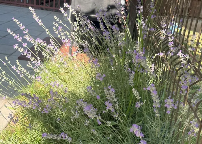 招待所 Casa Balan 3*